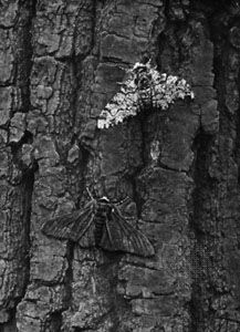 light gray peppered moth (Biston betularia)