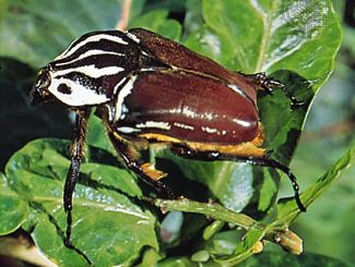 African goliath beetle