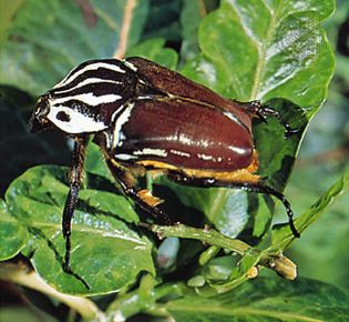 African goliath beetle