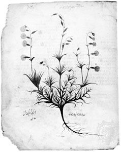 botanical illustration