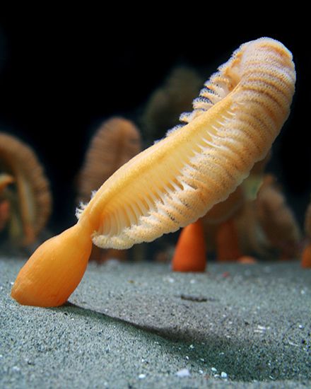 sea pen