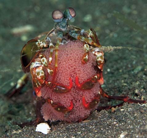 peacock mantis shrimp