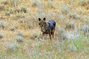 golden jackal