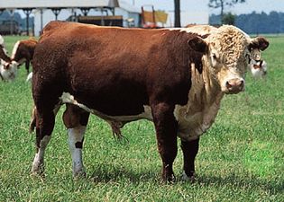 Polled Hereford bull.