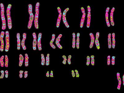 chromosomes