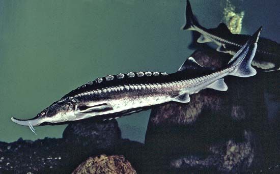 Sturgeon (Acipenser)