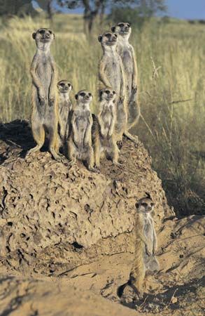 meerkats