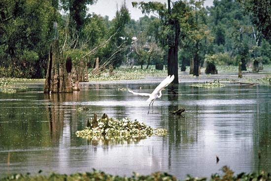 wetlands