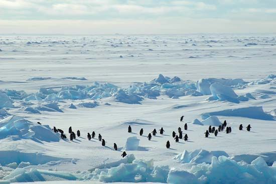 polar desert