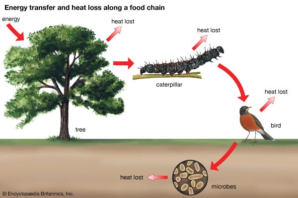 energy transfer and heat loss along a food chain