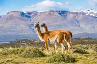 guanaco