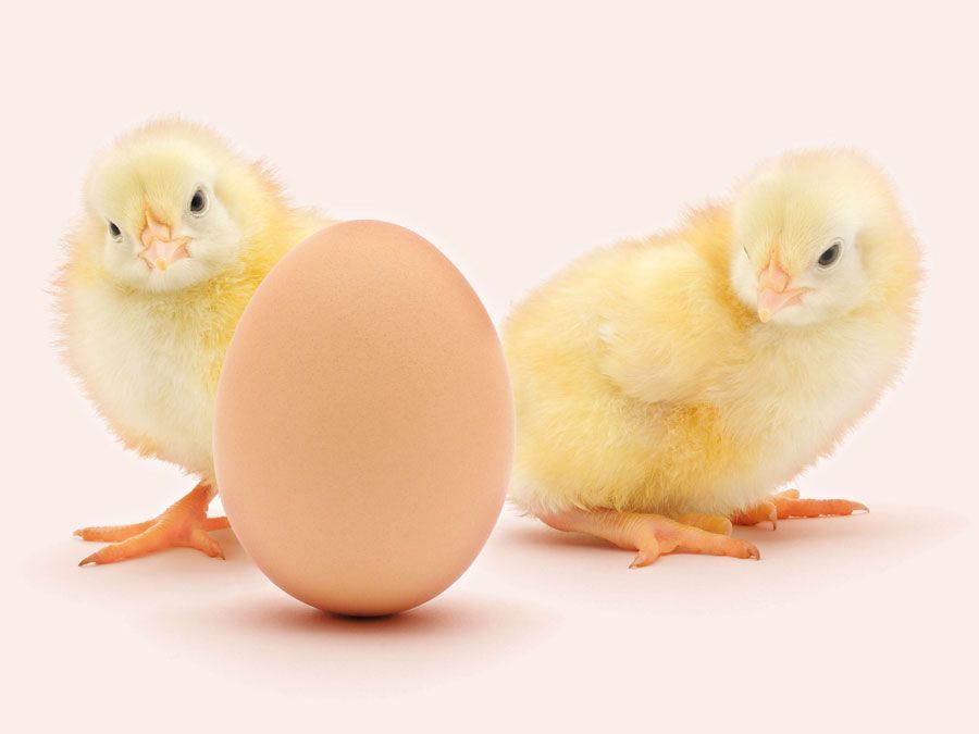 Two chicks near an egg with a white background (poultry, chick, chickens, birds).