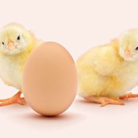 Two chicks near an egg with a white background (poultry, chick, chickens, birds).