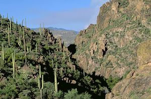 Sonoran Desert, Arizona