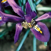 Prolific pollinators