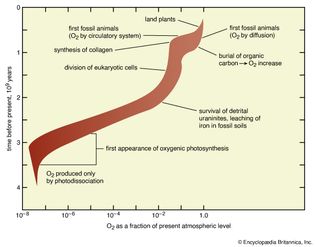 abundance of oxygen