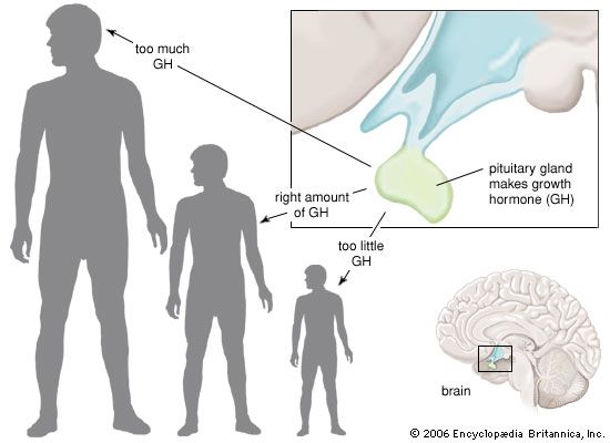 growth hormone: pituitary gland