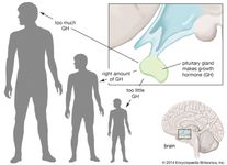 pituitary gland