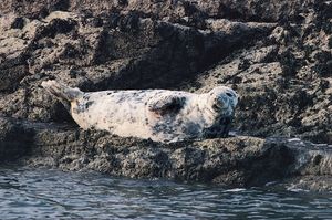 Gray seal (Halichoerus grypus).