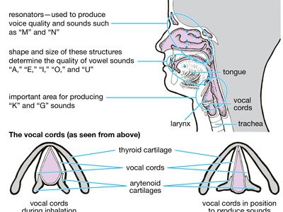 voice-producing apparatus