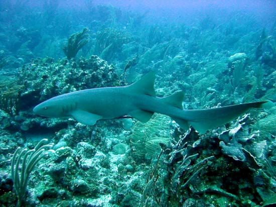 nurse shark