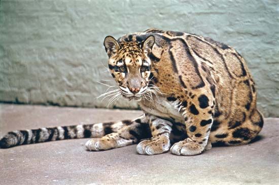 Clouded leopard (Leo nebulosa)