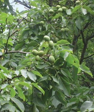 English walnut