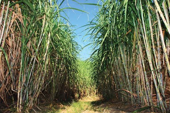 sugarcane