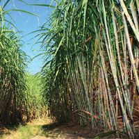 sugarcane