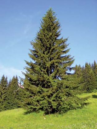 Norway spruce