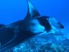 Getting up close to wild stingrays and sharks