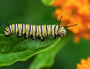 Monarch caterpillar