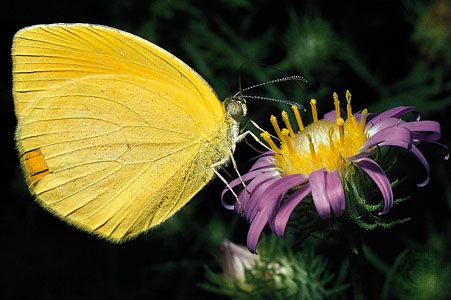 Insect pollination