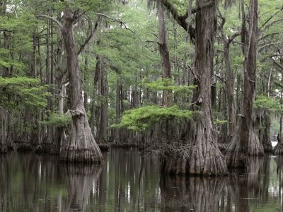 bald cypress