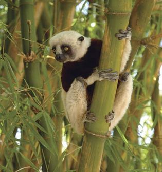 Coquerel's sifaka