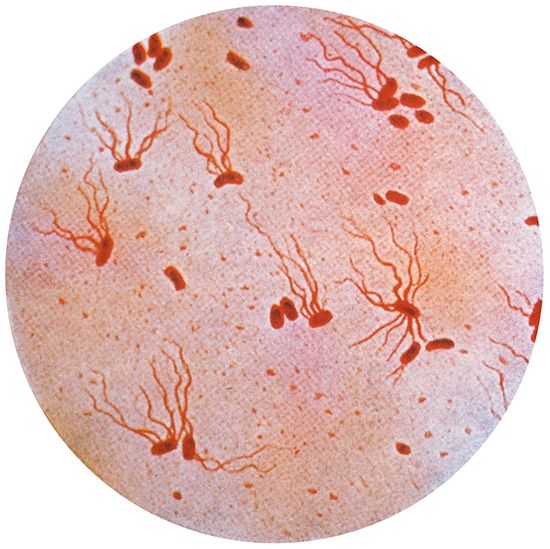 Salmonella typhi