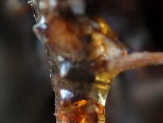 tree resin