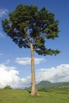 Kapok tree (Ceiba pentandra).