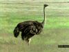 Study the courtship practices of these flightless ratites and watch a mother ostrich care for its young