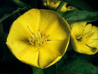 evening primrose