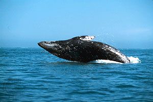 gray whale (Eschrichtius robustus)