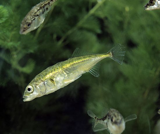 stickleback