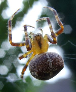 garden spider