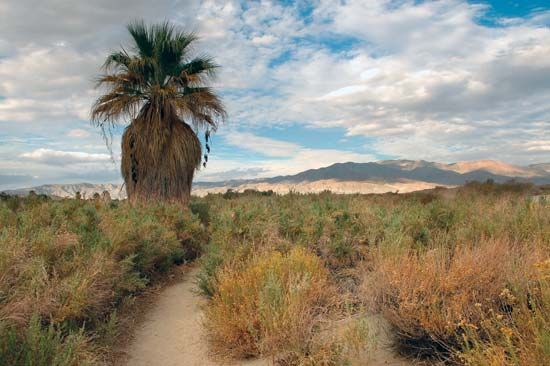 Coachella Valley Preserve