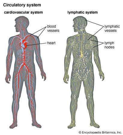 circulatory system