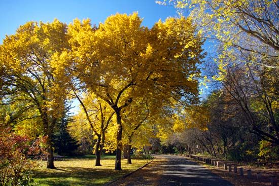 American elm