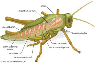 respiratory system of a grasshopper