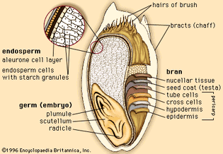 internal structures of wheat