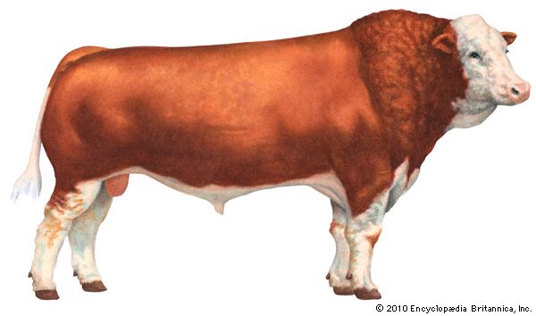 Simmental cattle