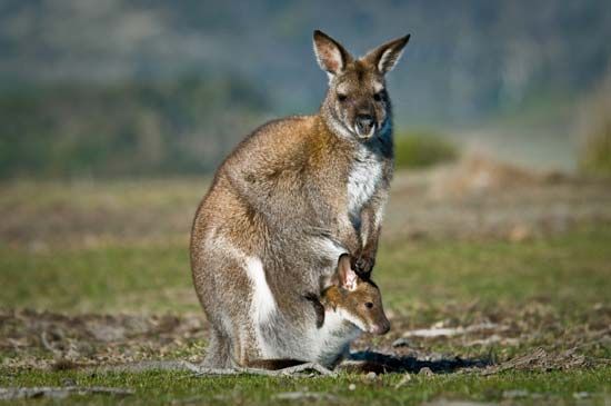 Female kangaroo with joey